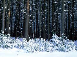 зимний лес